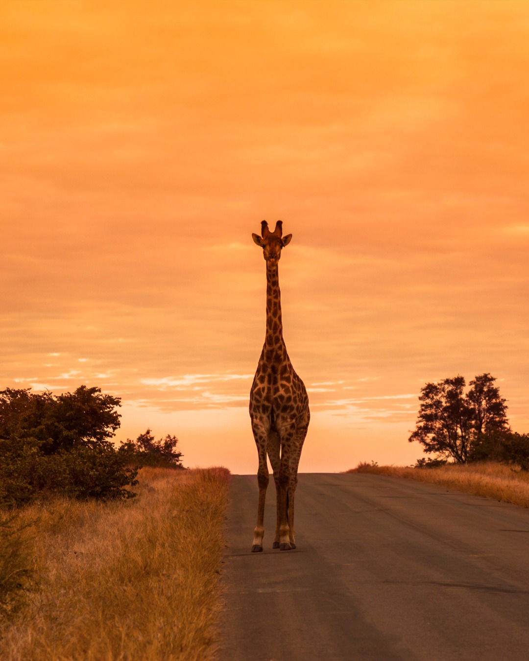 Africa10