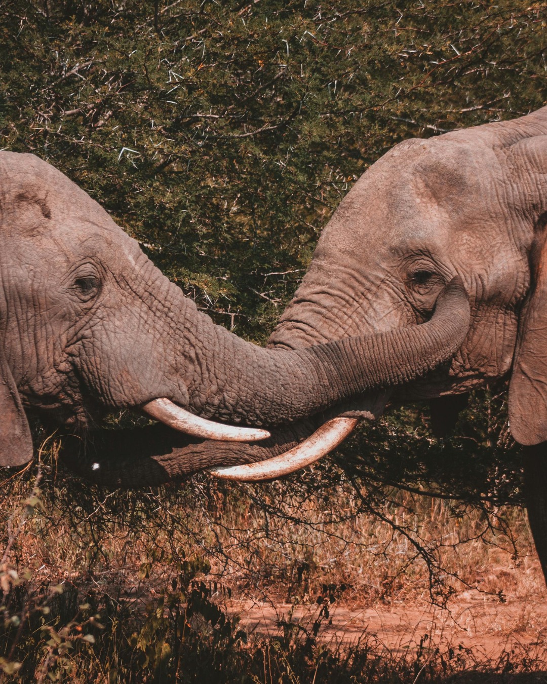 Africa11