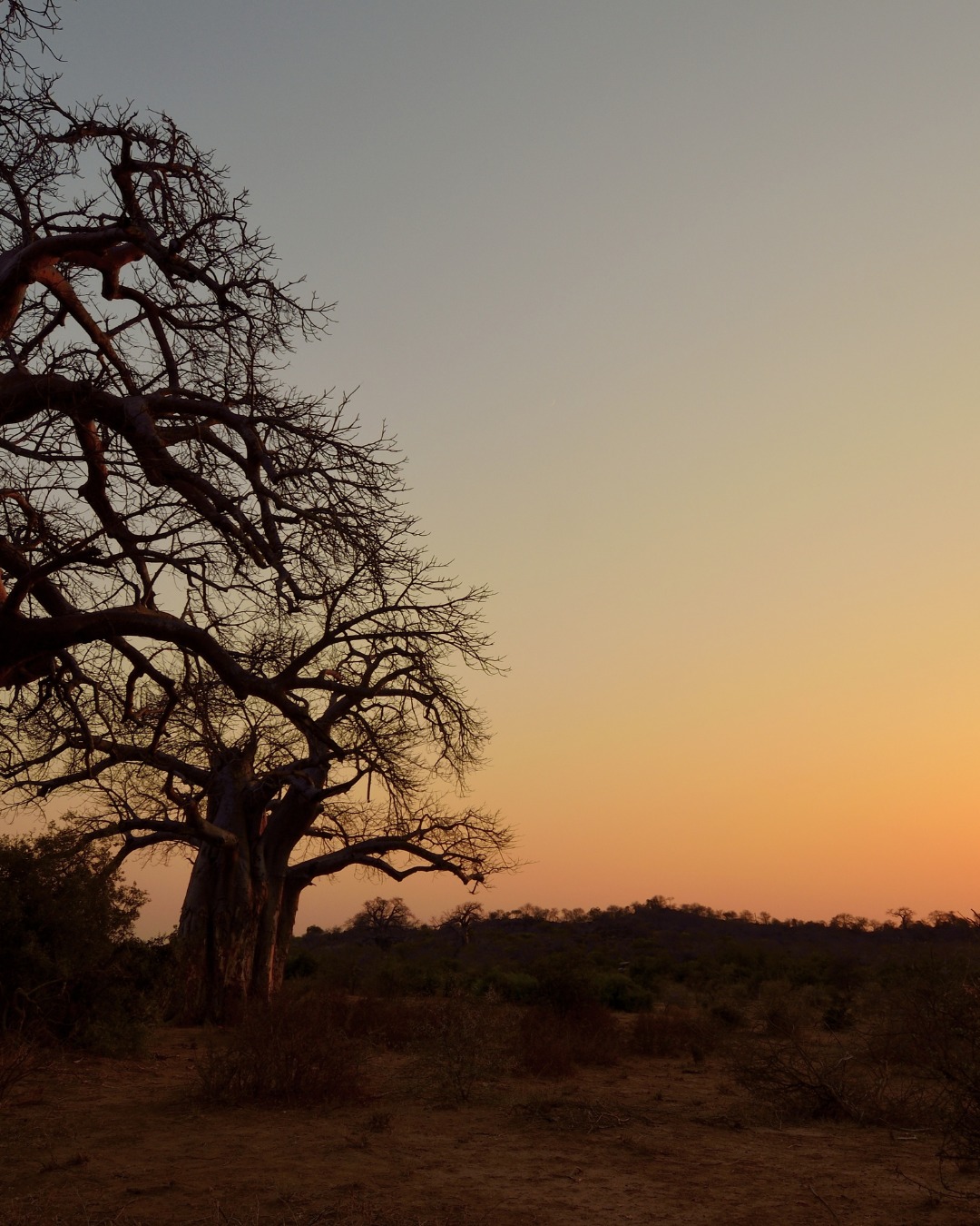Africa13