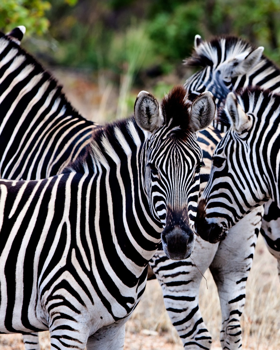 Africa14