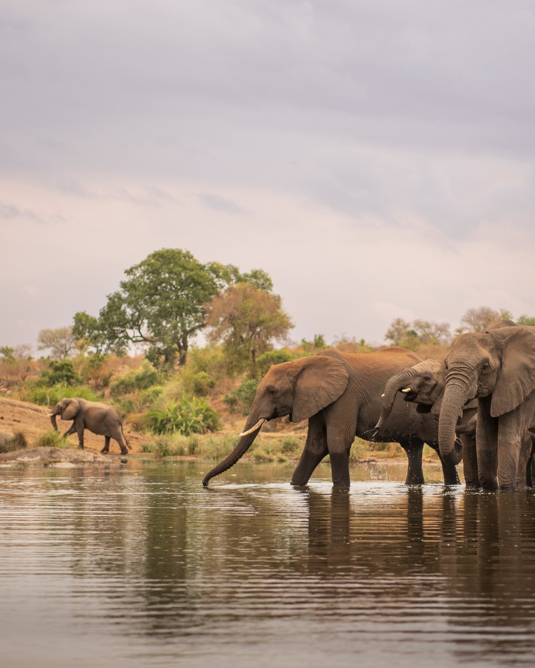 Africa15