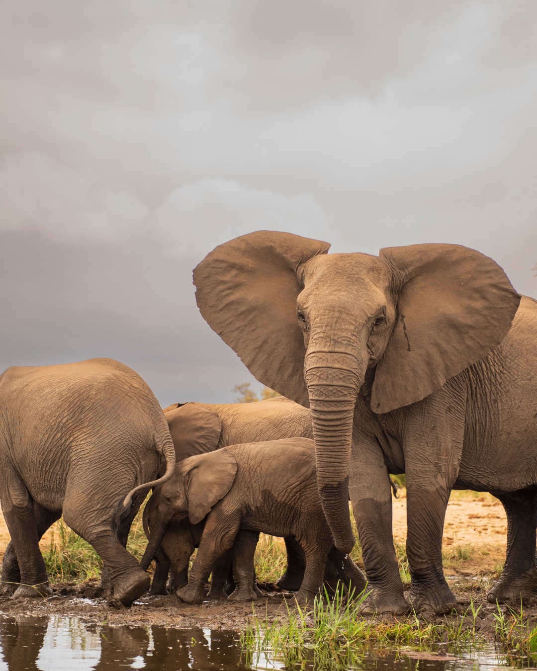 Africa3