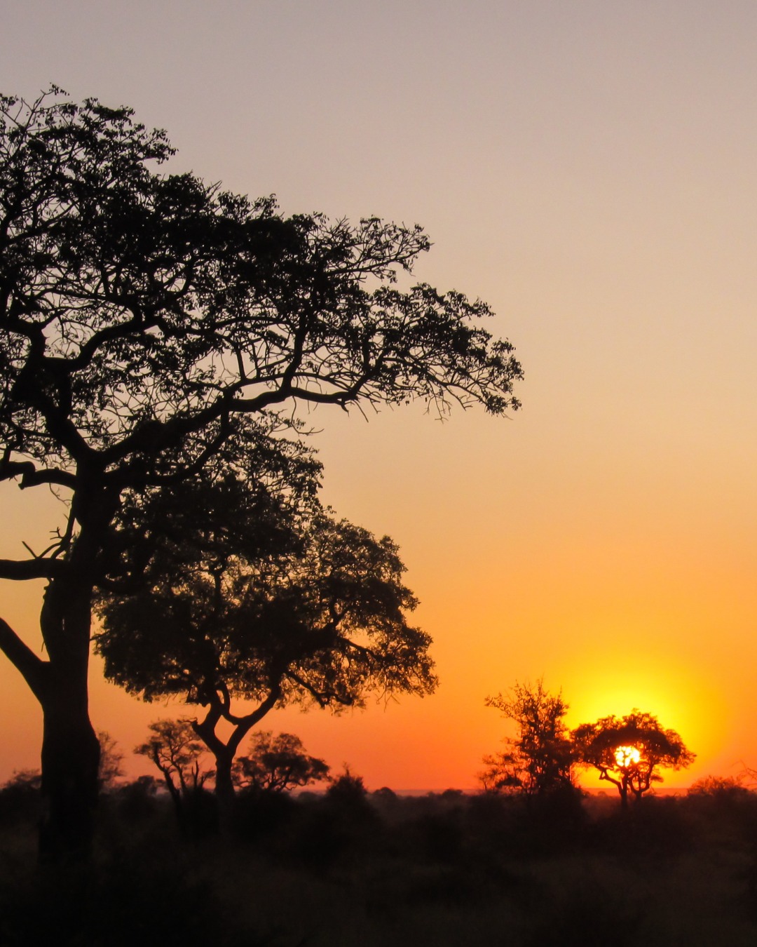 Africa4