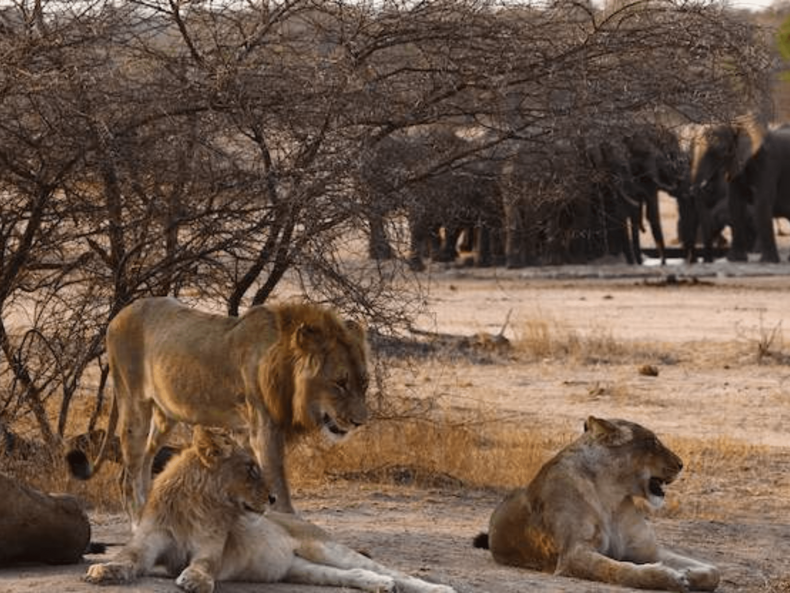 safari03