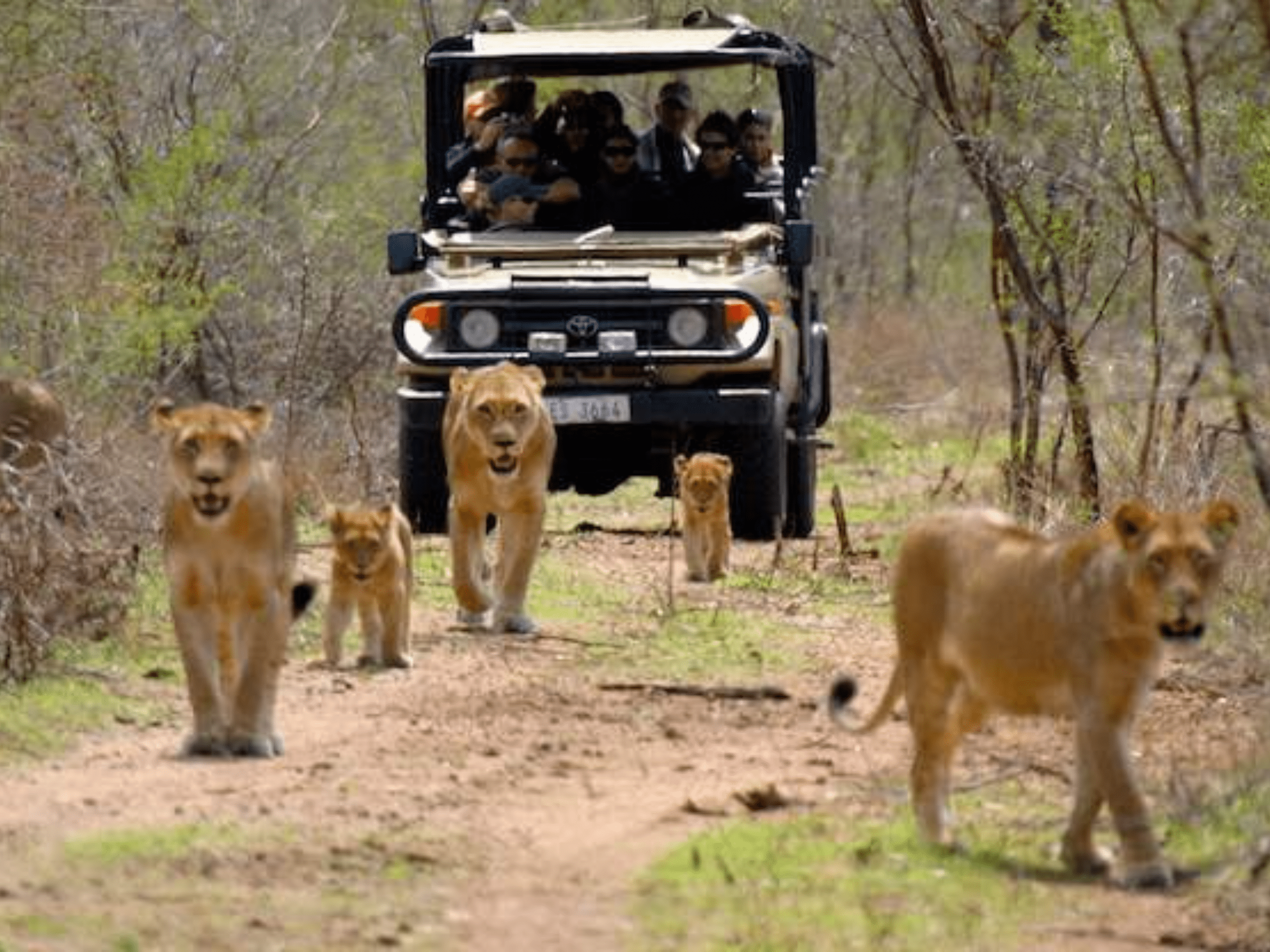 safari04