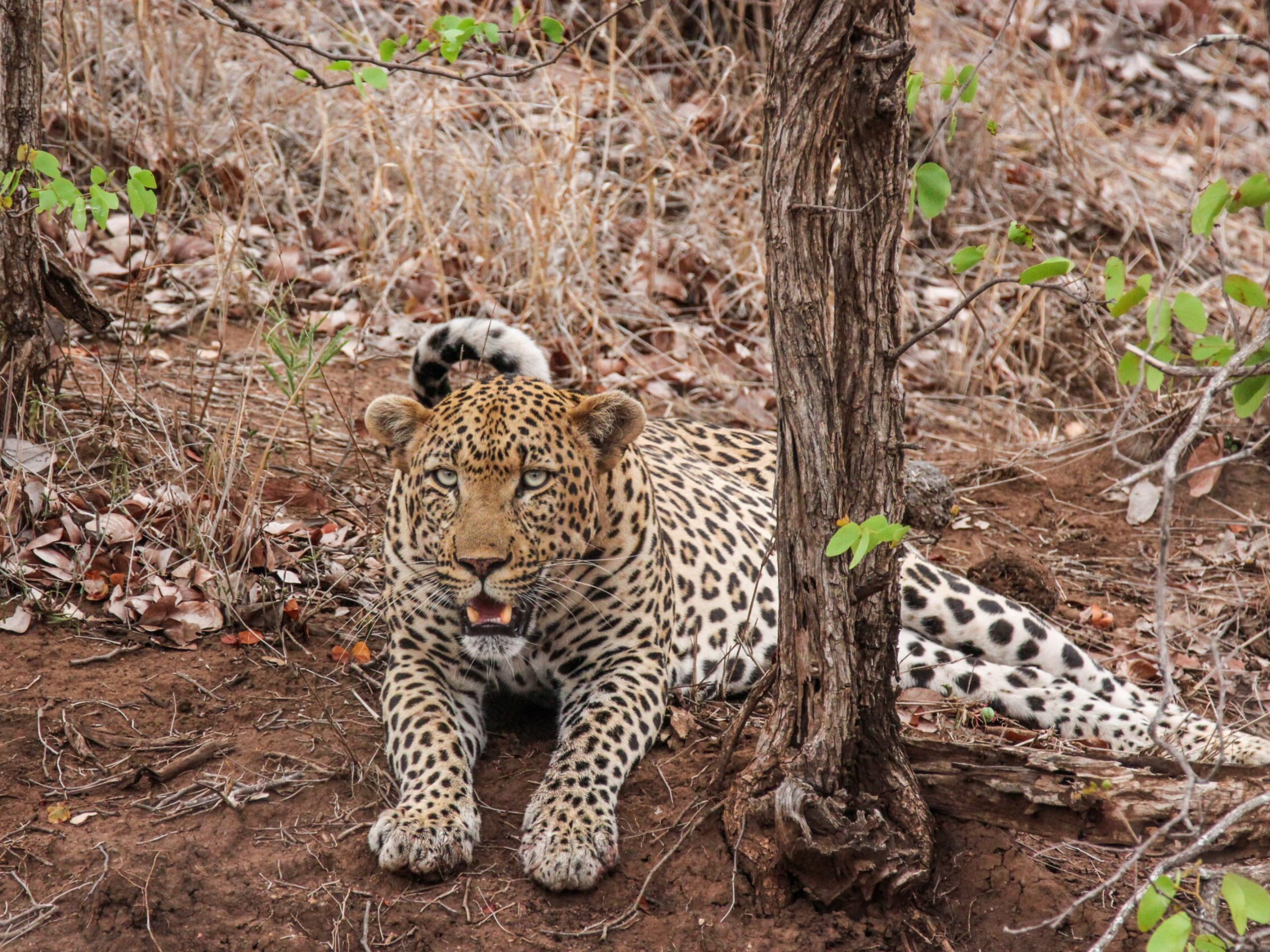 safari05
