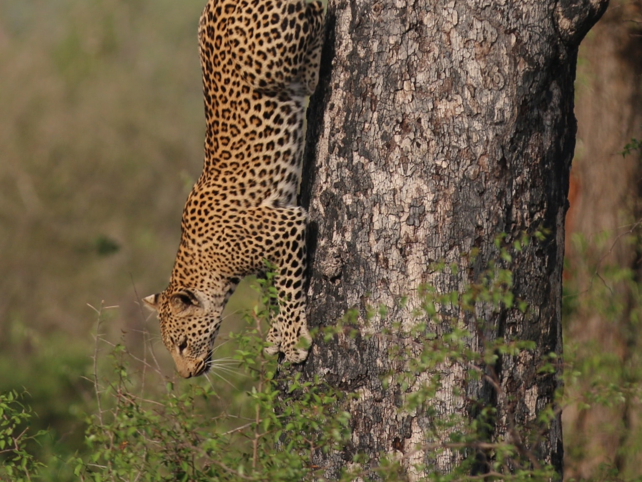 safari06
