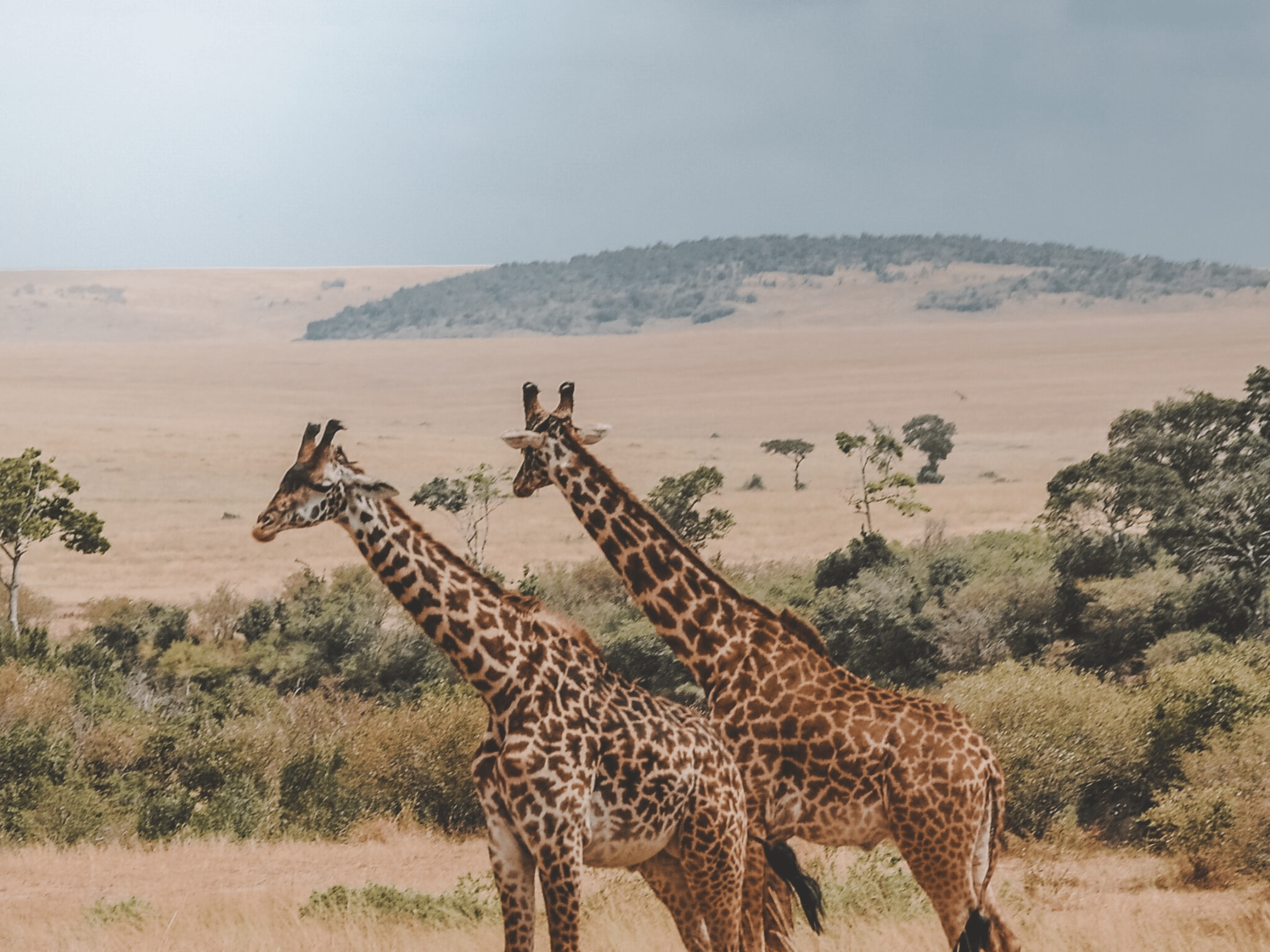 safari07