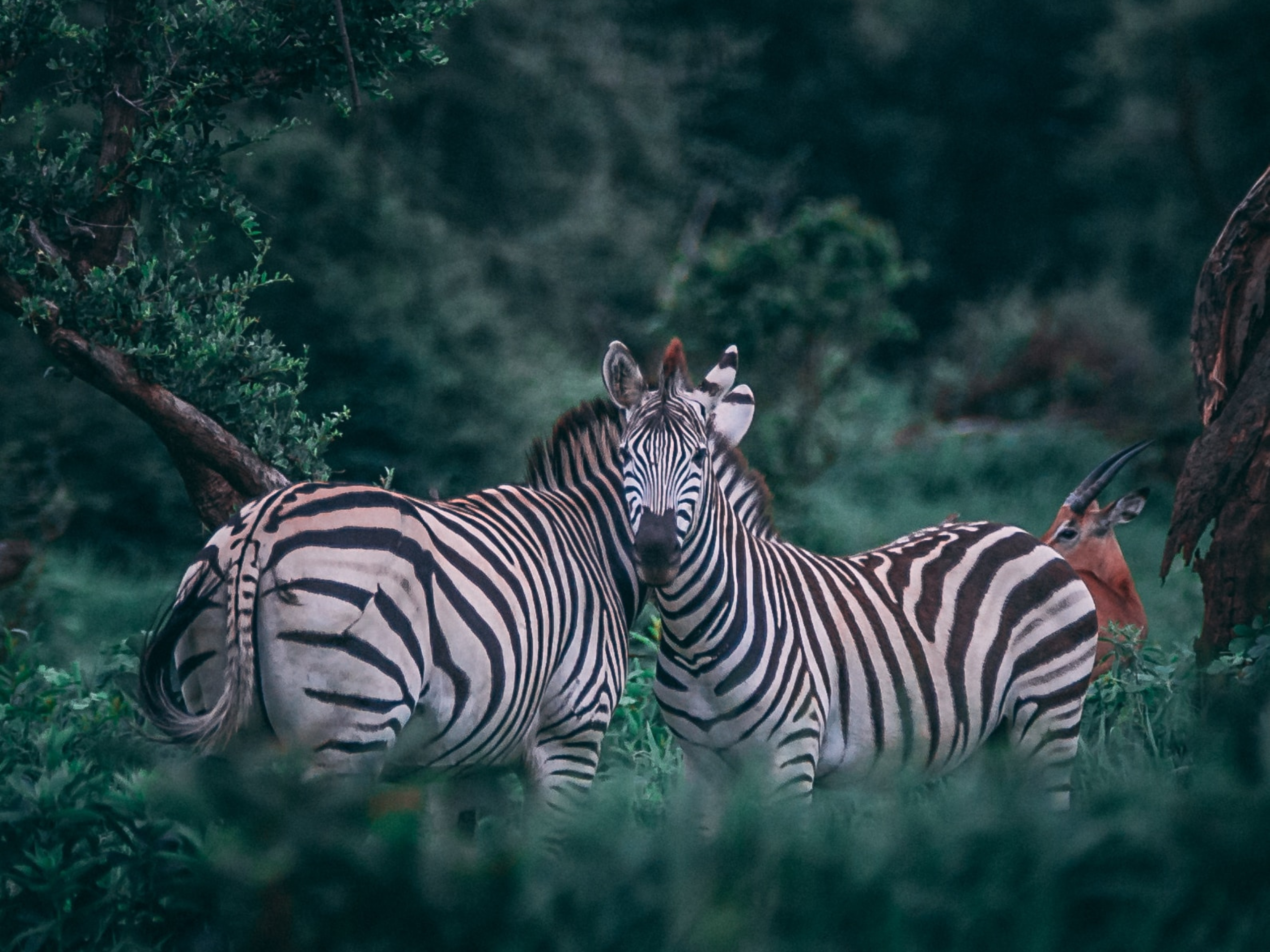 safari11