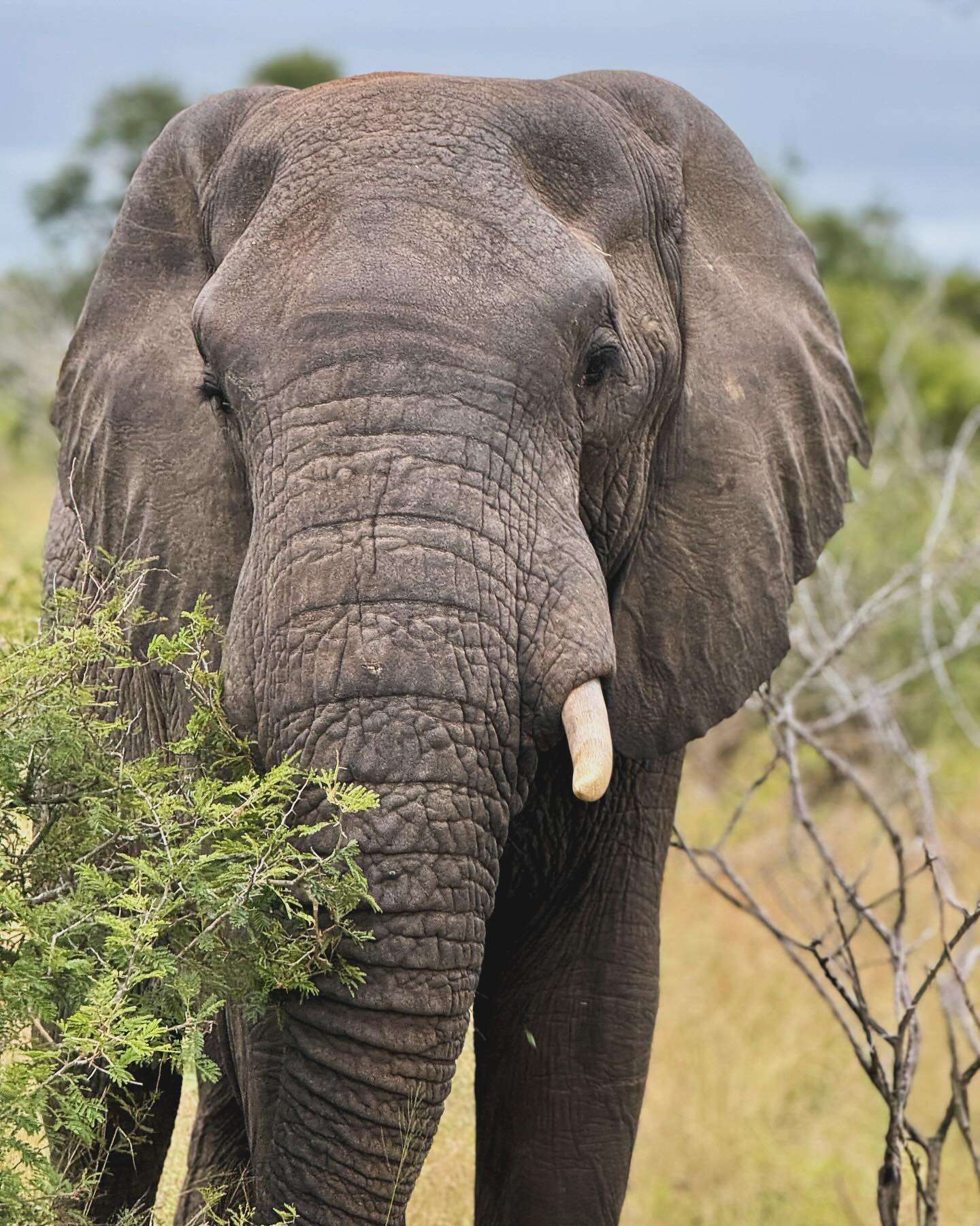 safari14